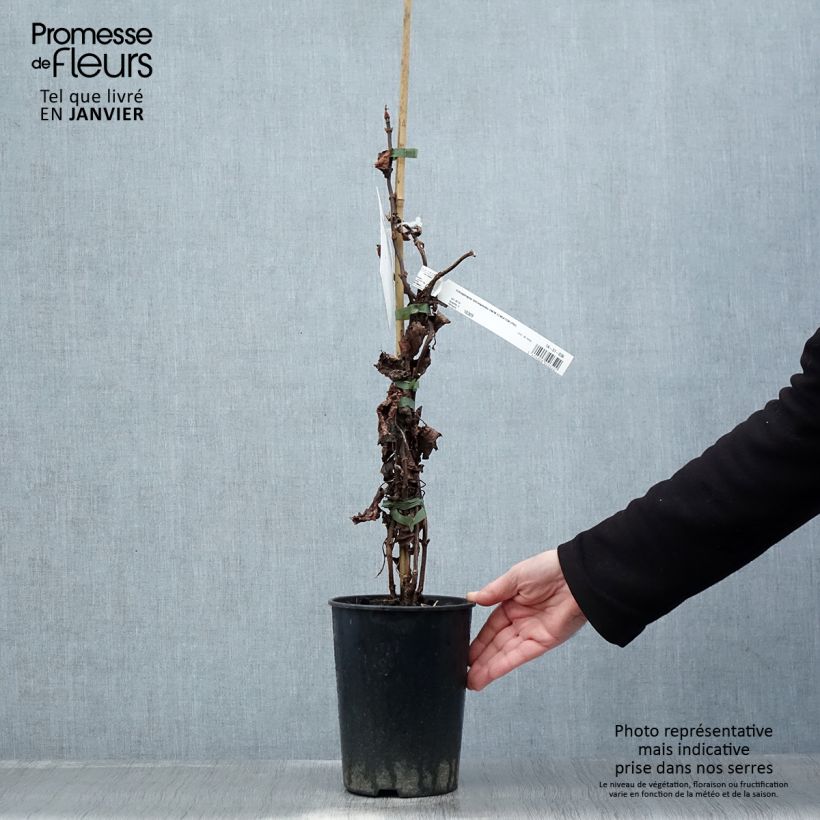 Schizophragma hydrangeoides Snow Sensation Maceta 3L/4L Ejemplar entregado en invierno