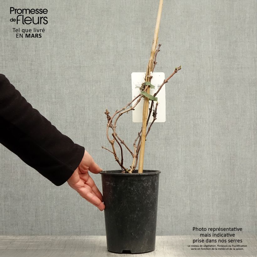 Schizophragma hydrangeoides Snow Sensation Maceta 3L/4L Ejemplar entregado en la primavera