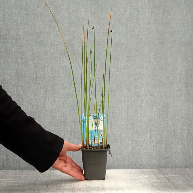 Schoenoplectus lacustris - Junco de laguna Maceta de 8/9 cm Ejemplar entregado en la primavera