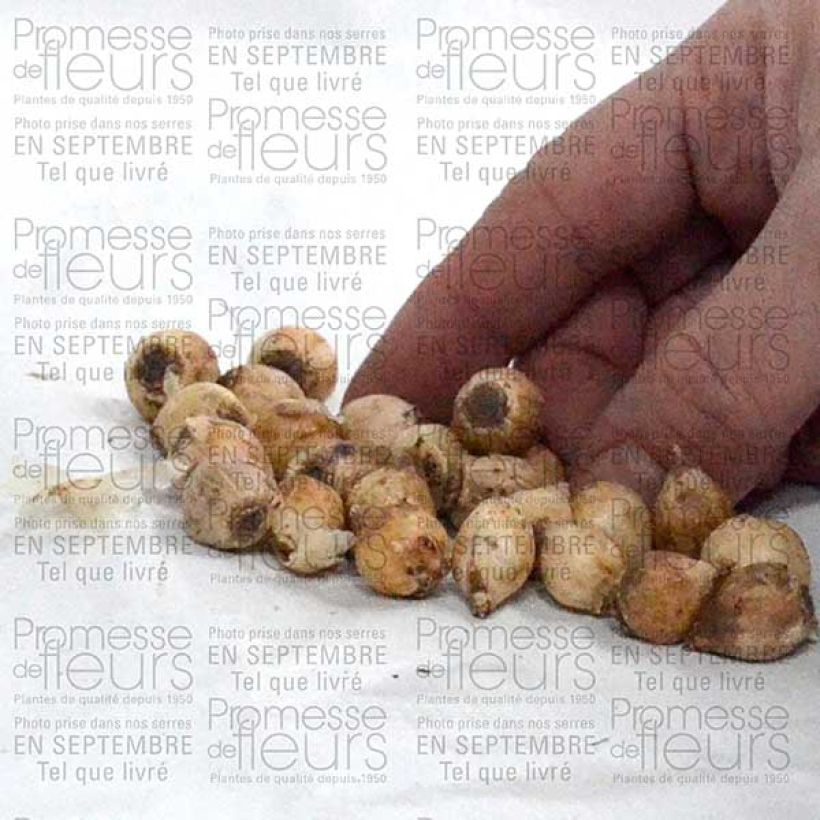 Ejemplo de ejemplar de Scille bifolia Bulbe calibre 4+ tal y como se entrega