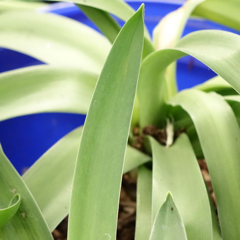 Scilla peruviana - Jacinto del Perú (Follaje)