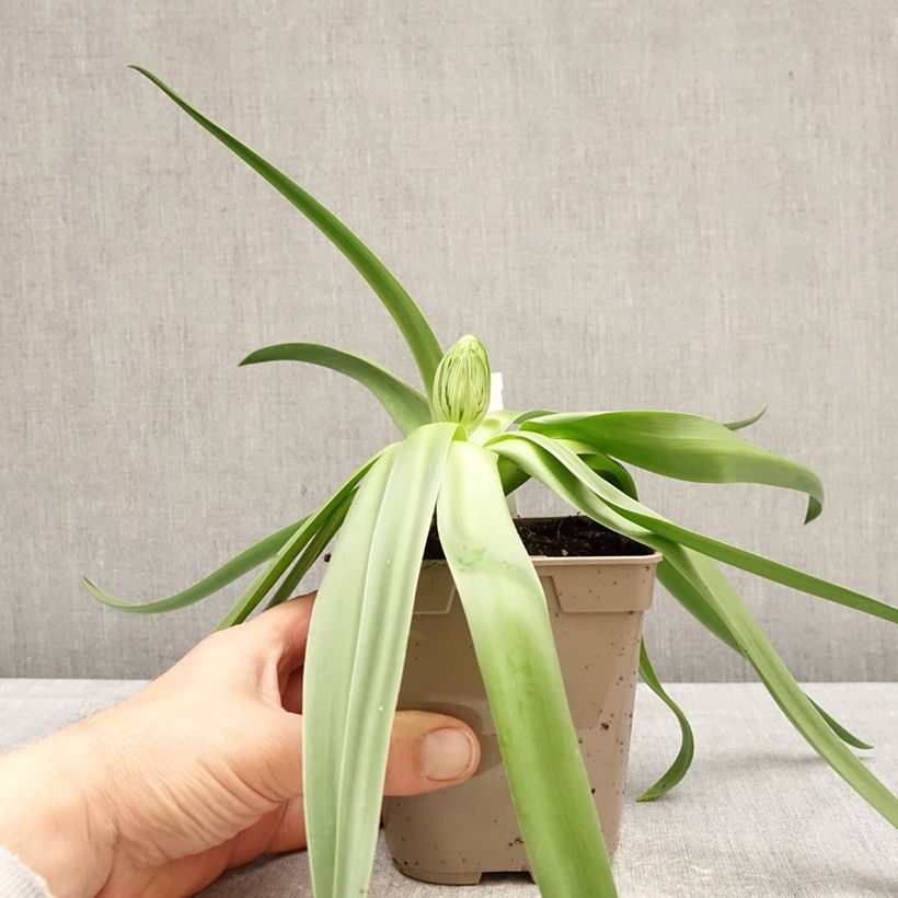 Scilla peruviana - Jacinto del Perú Maceta de 12 cm / 13 cm calibre 16/18 Ejemplar entregado en la primavera