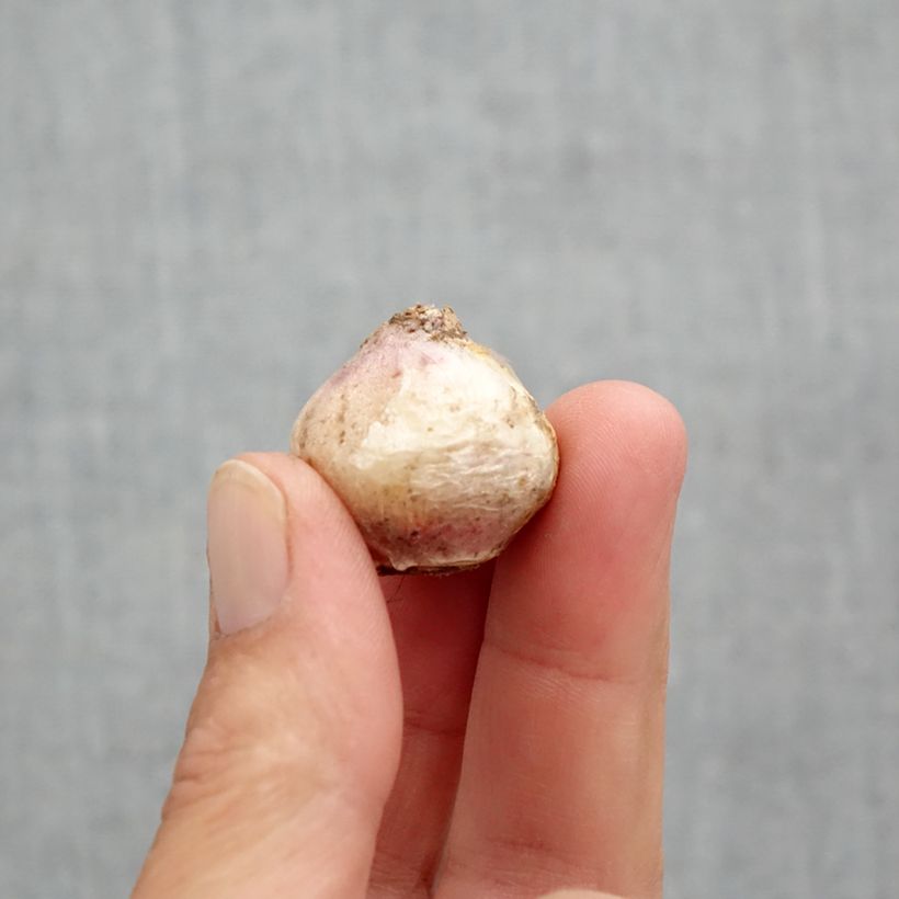 Scilla mischtschenkoana Tubergeniana - Escila Bulbo calibre 8+ Ejemplar entregado en la primavera