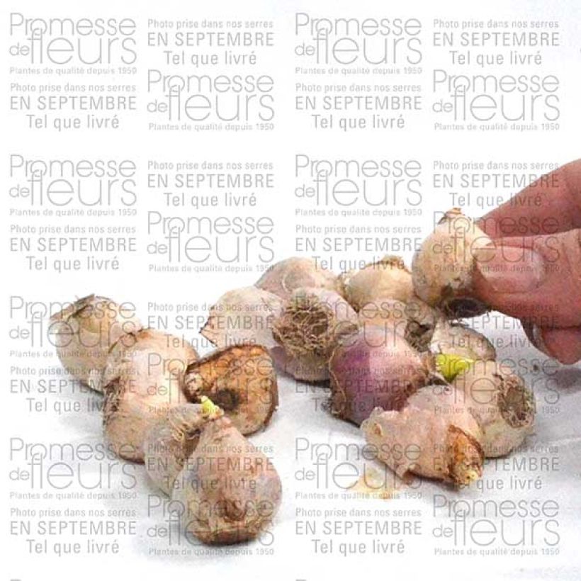 Ejemplo de ejemplar de Scille de Sibérie - Scilla siberica Alba Bulbe calibre 8+ tal y como se entrega