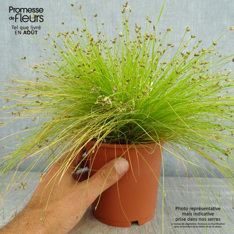 Ejemplar de Scirpus cernuus Fiber Optic Grass Maceta 1L/1,5L entregado en verano