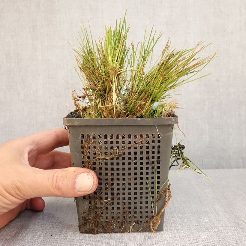 Ejemplar de Scirpus isolepsis Maceta 1L/1,5L entregado en otoño