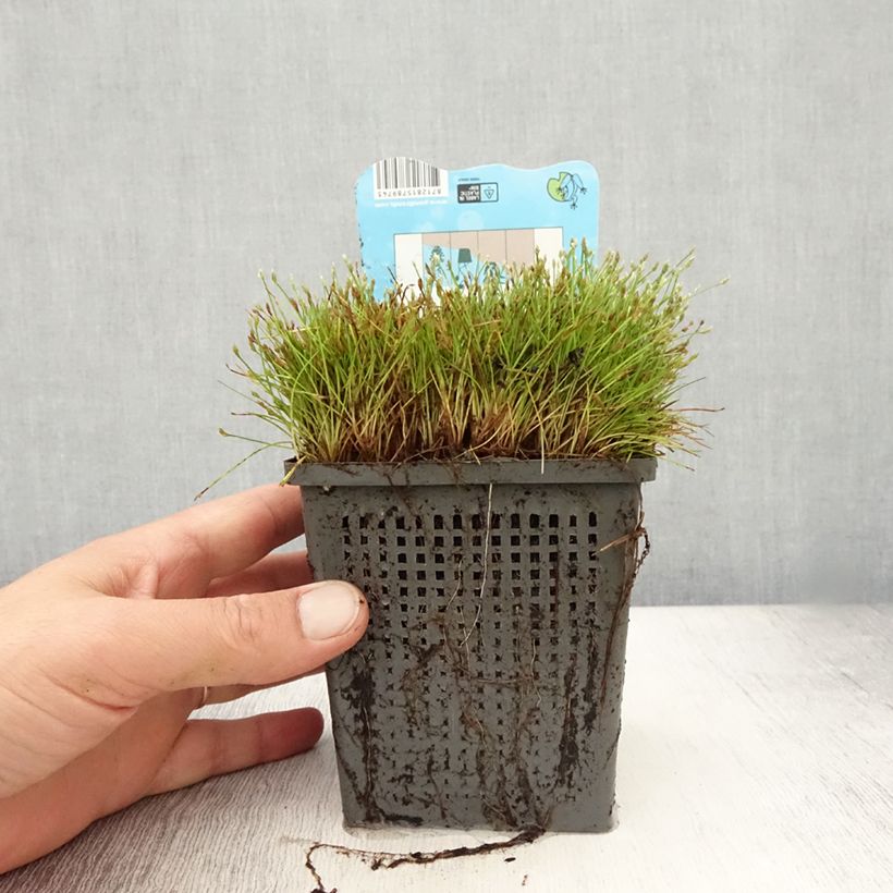 Ejemplar de Scirpus isolepsis Maceta 1L/1,5L entregado en verano