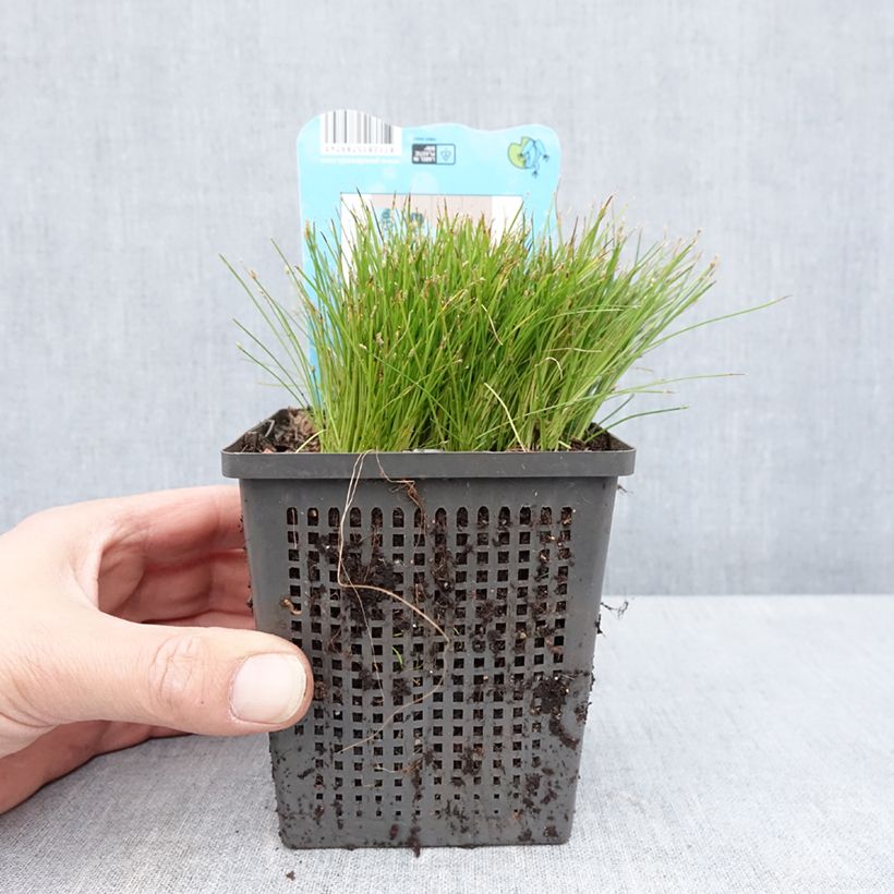 Scirpus isolepsis Maceta 1L/1,5L Ejemplar entregado en la primavera