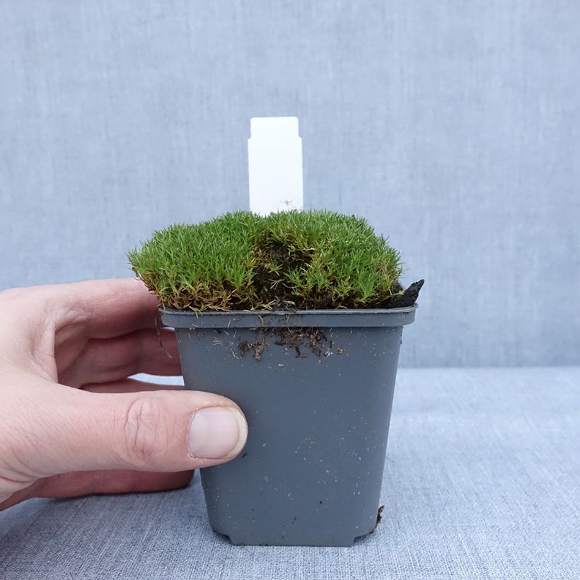 Scleranthus uniflorus Bronze - Musgo de Nueva Zelanda Maceta de 8/9 cm Ejemplar entregado en invierno