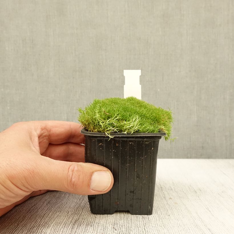 Ejemplar de Scleranthus uniflorus - Musgo de Nueva Zelanda Maceta de 8/9 cm entregado en otoño