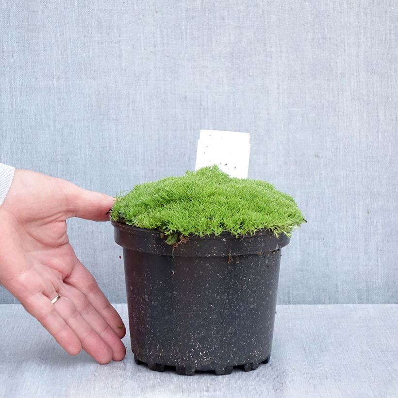 Ejemplar de Scleranthus uniflorus - Musgo de Nueva Zelanda Maceta 1,5L/2L entregado en otoño