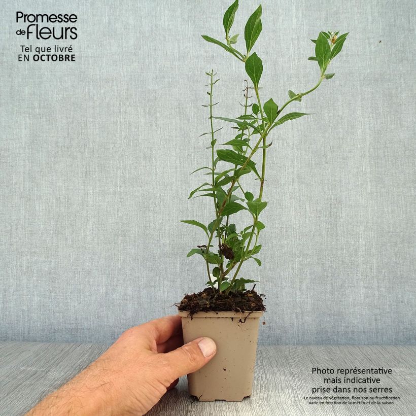 Ejemplar de Scutellaria incana Maceta de 8/9 cm entregado en otoño