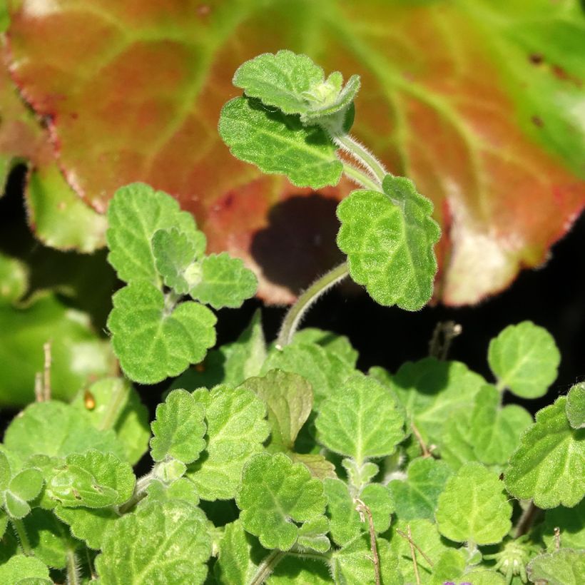 Scutellaria indica var. parviflora Parviflora (Follaje)