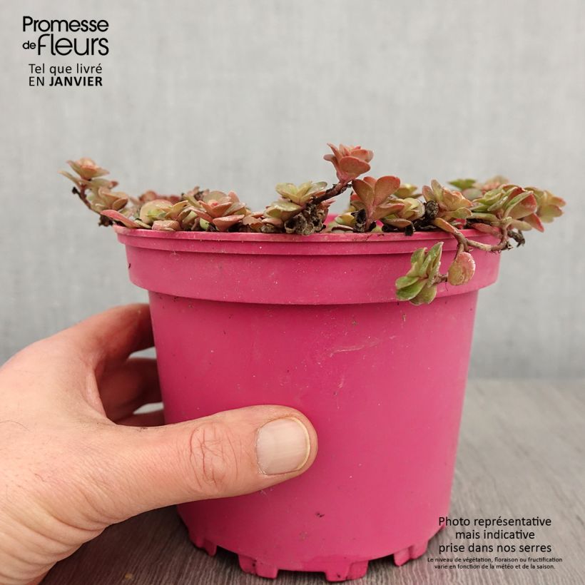 Sedum album Coral Carpet - Uva de gato Maceta 2L/3L Ejemplar entregado en invierno