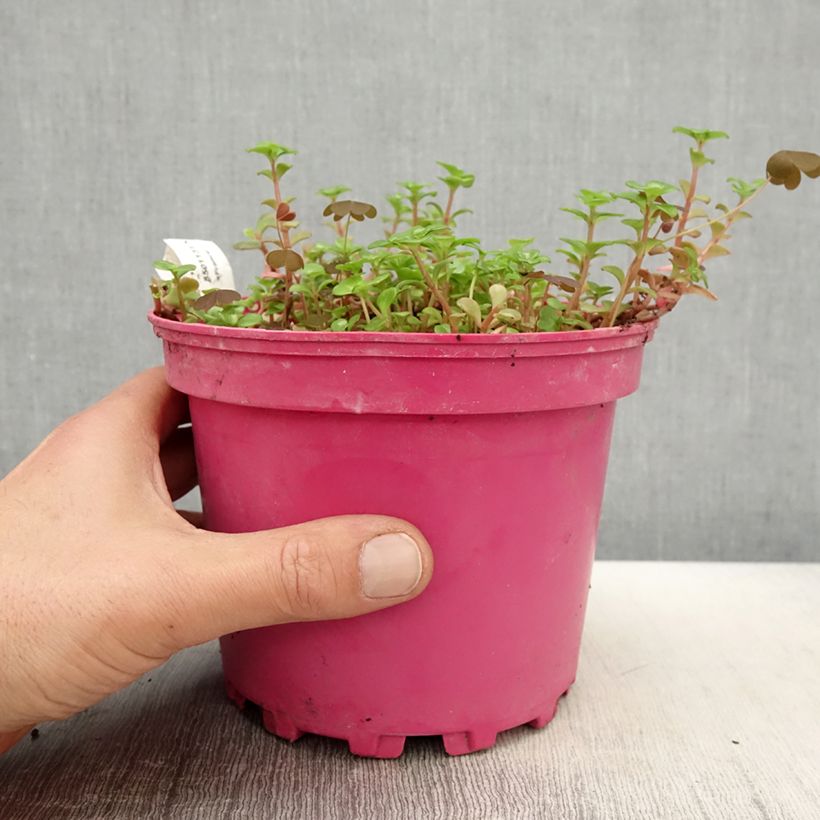 Sedum album Coral Carpet - Uva de gato Maceta 2L/3L Ejemplar entregado en la primavera