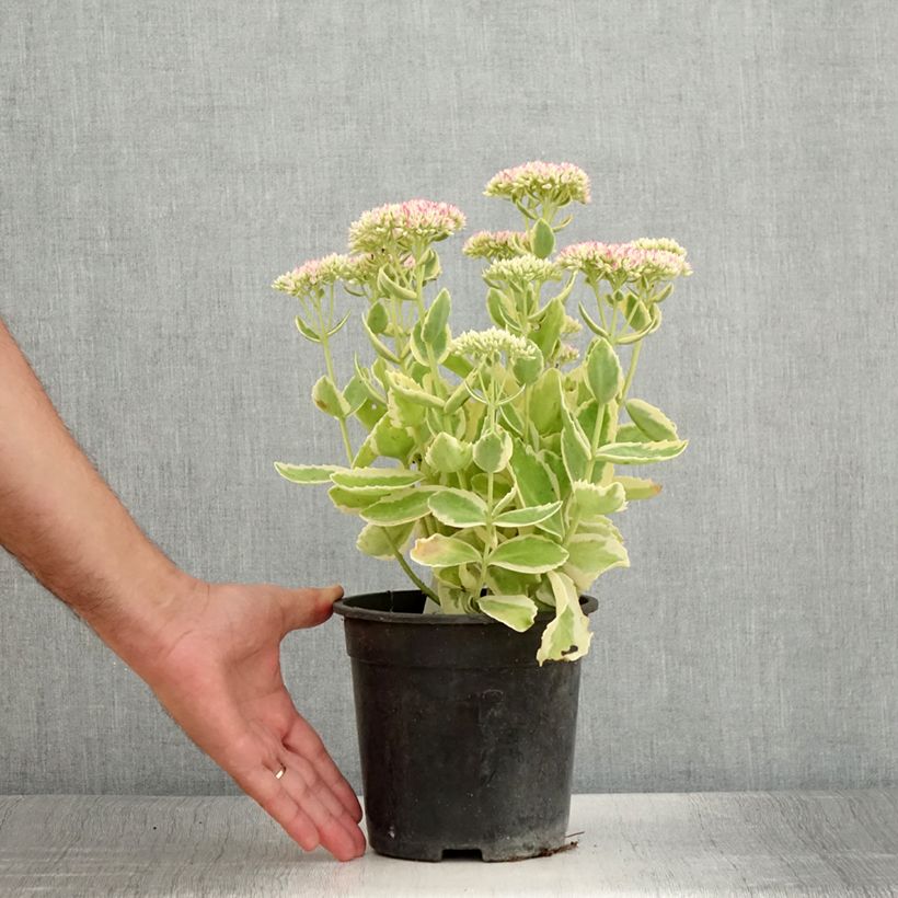 Ejemplar de Sedum telephium Autumn Charm - Telefío Maceta 2L/3L entregado en verano