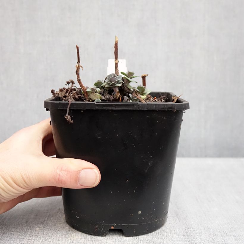 Sedum Back in Black - Telefío Maceta 1,5L/2L Ejemplar entregado en invierno