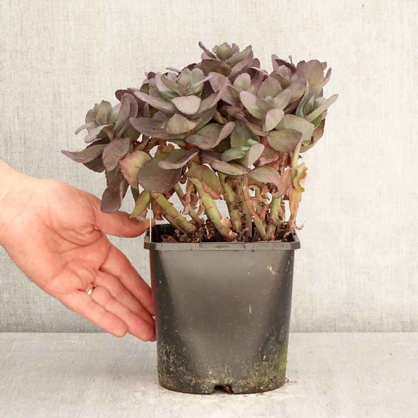 Sedum Back in Black - Telefío Maceta 1,5L/2L Ejemplar entregado en la primavera