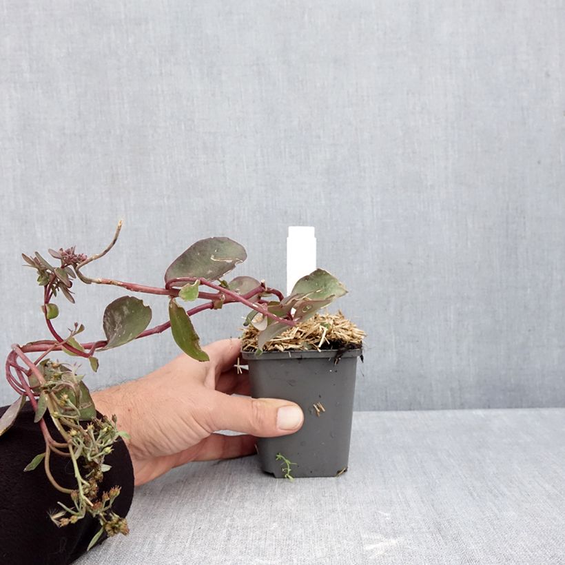 Ejemplar de Sedum Black Knight Maceta de 7/8 cm entregado en otoño