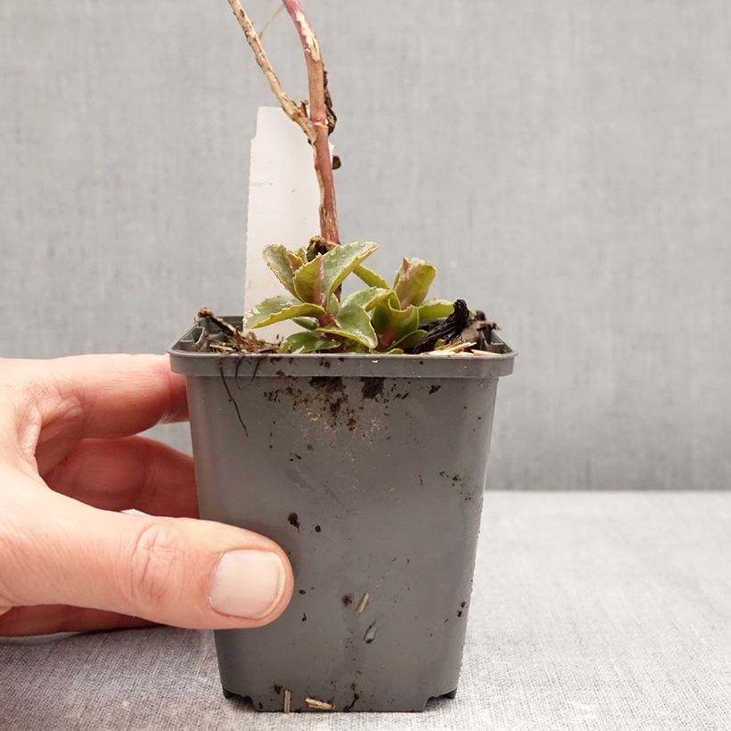 Sedum Black Knight Maceta de 7/8 cm Ejemplar entregado en invierno