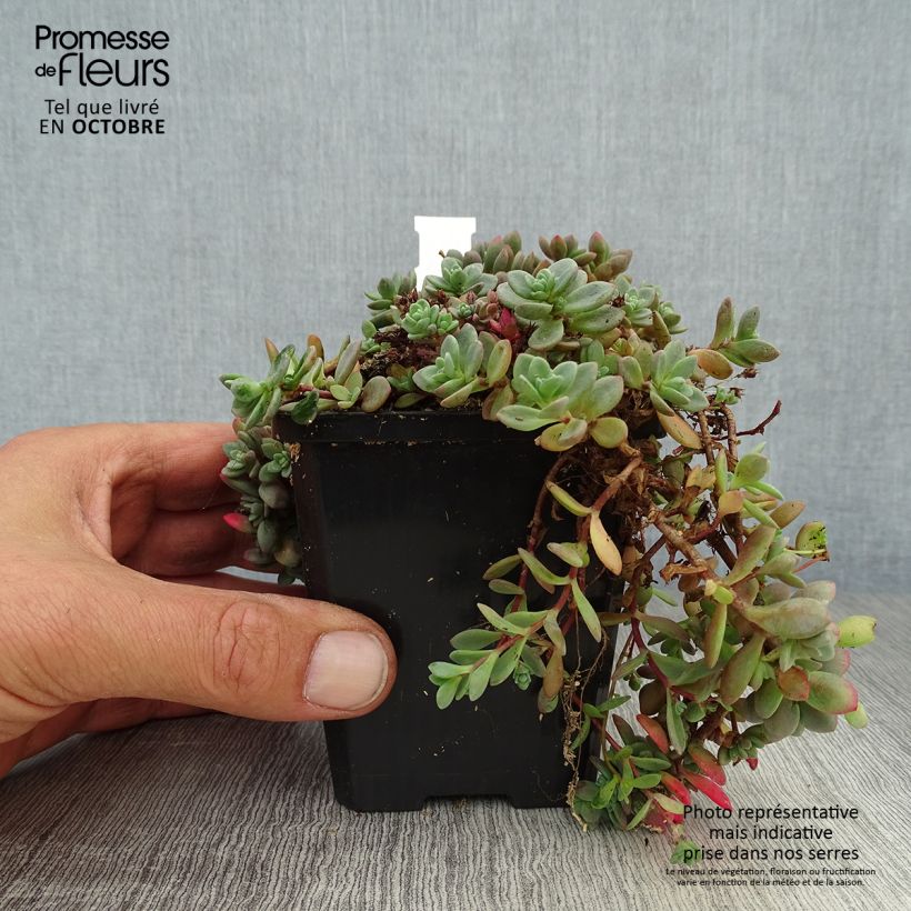 Ejemplar de Sedum cauticola Lidakense Maceta de 8/9 cm entregado en otoño