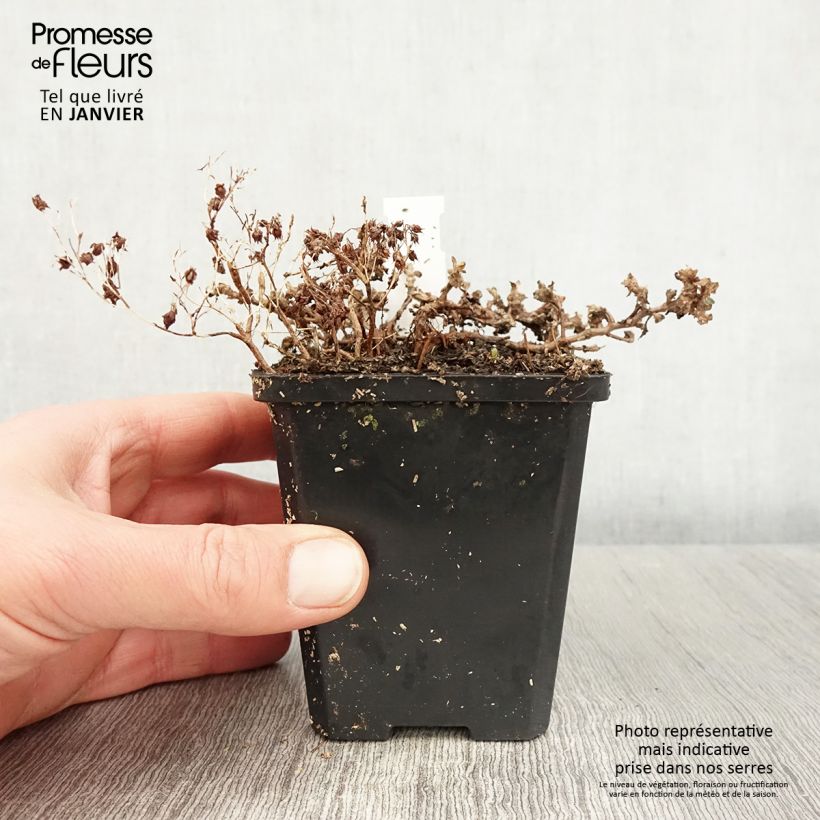 Sedum cauticola Lidakense Maceta de 8/9 cm Ejemplar entregado en invierno