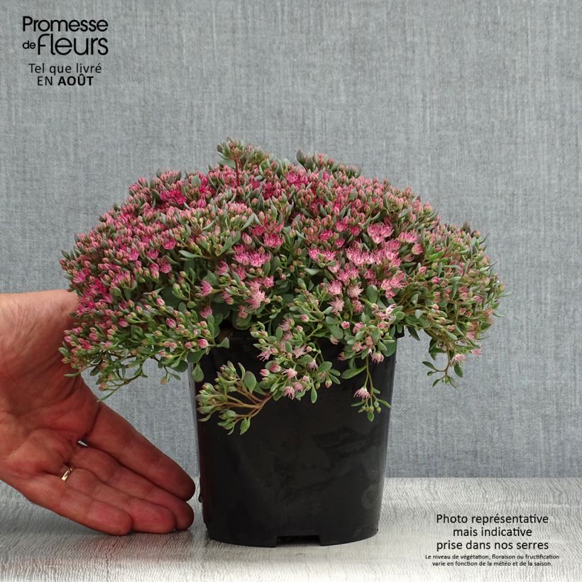 Ejemplar de Sedum cauticola Lidakense Maceta 1,5L/2L entregado en verano