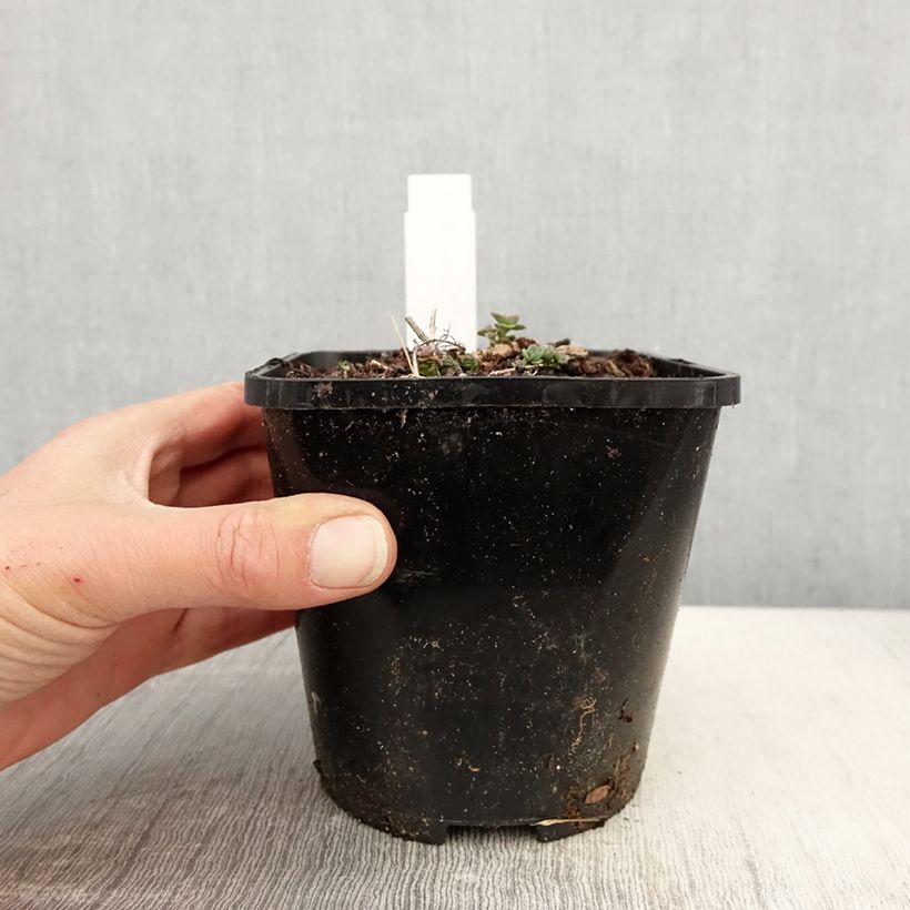 Sedum cauticola Lidakense Maceta 1,5L/2L Ejemplar entregado en la primavera