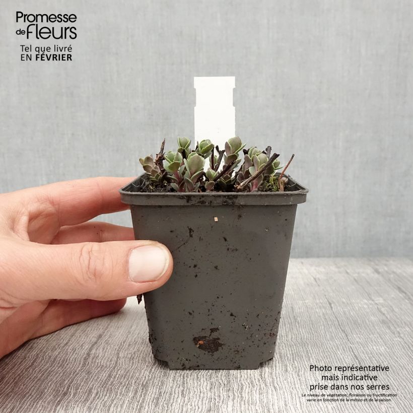 Sedum cauticola Robustum Maceta de 8/9 cm Ejemplar entregado en invierno