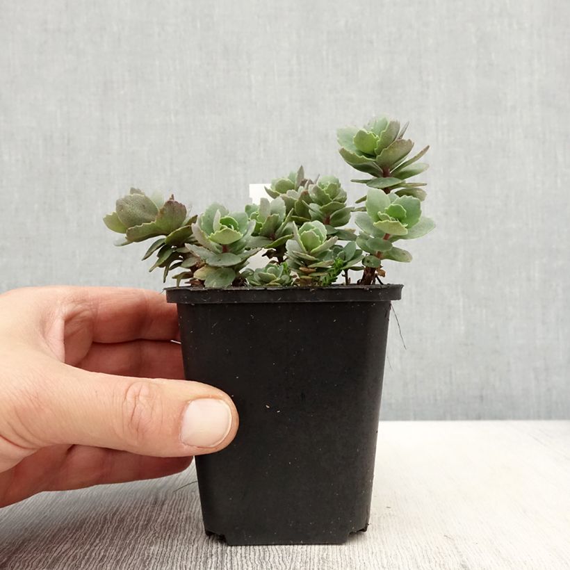 Sedum cauticola Robustum Maceta de 8/9 cm Ejemplar entregado en la primavera