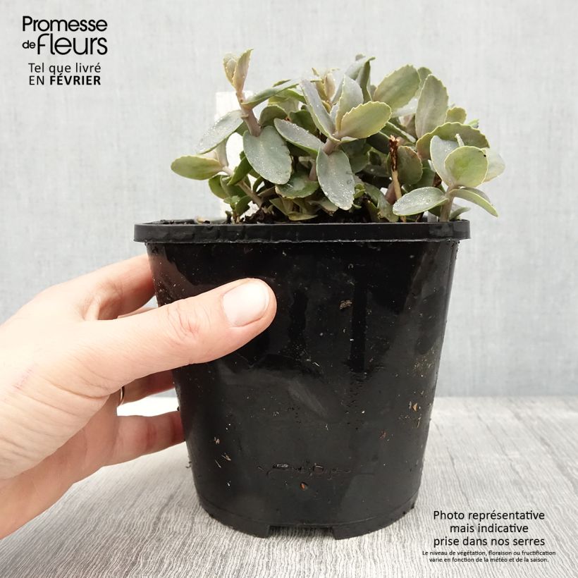 Sedum telephium Chocolate Cherry - Telefío Maceta 2L/3L Ejemplar entregado en invierno