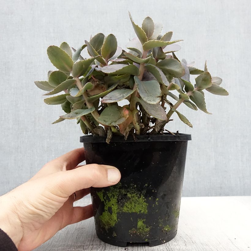 Sedum telephium Chocolate Cherry - Telefío Maceta 2L/3L Ejemplar entregado en la primavera