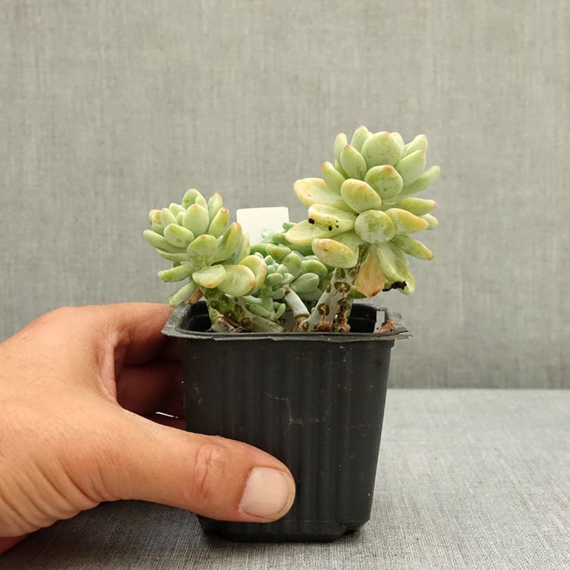 Sedum clavatum Maceta de 8/9 cm Ejemplar entregado en la primavera