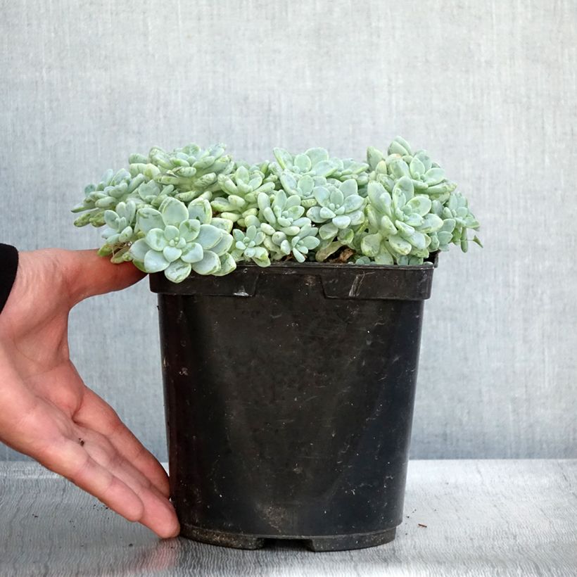 Ejemplar de Sedum clavatum Maceta 3L/4L entregado en otoño