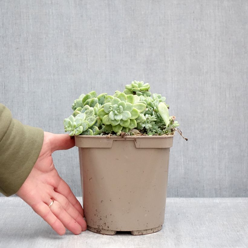 Sedum clavatum Maceta 3L/4L Ejemplar entregado en invierno
