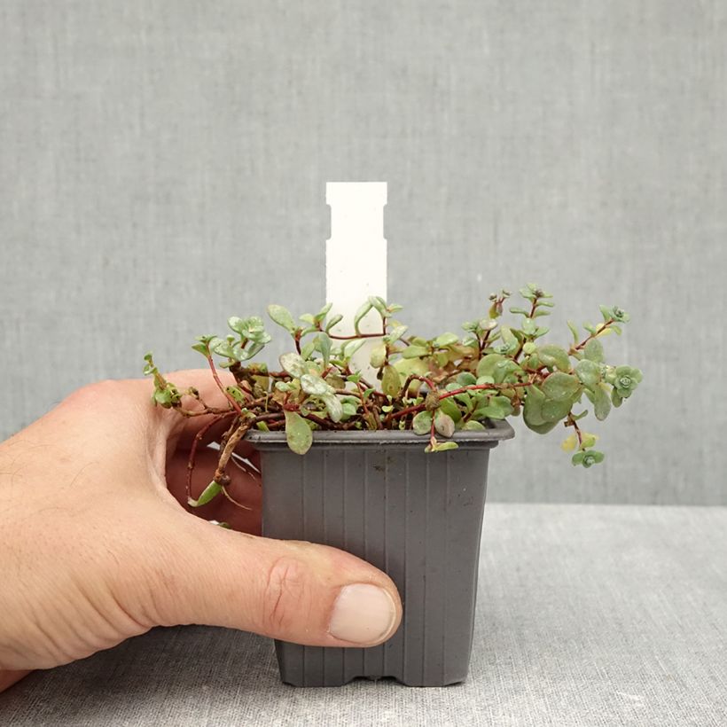 Ejemplar de Sedum cyaneum Rosenteppich Maceta de 8/9 cm entregado en otoño