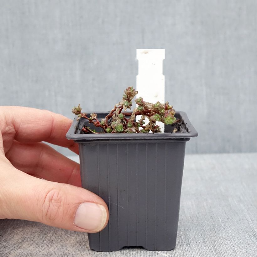Sedum cyaneum Rosenteppich Maceta de 8/9 cm Ejemplar entregado en invierno