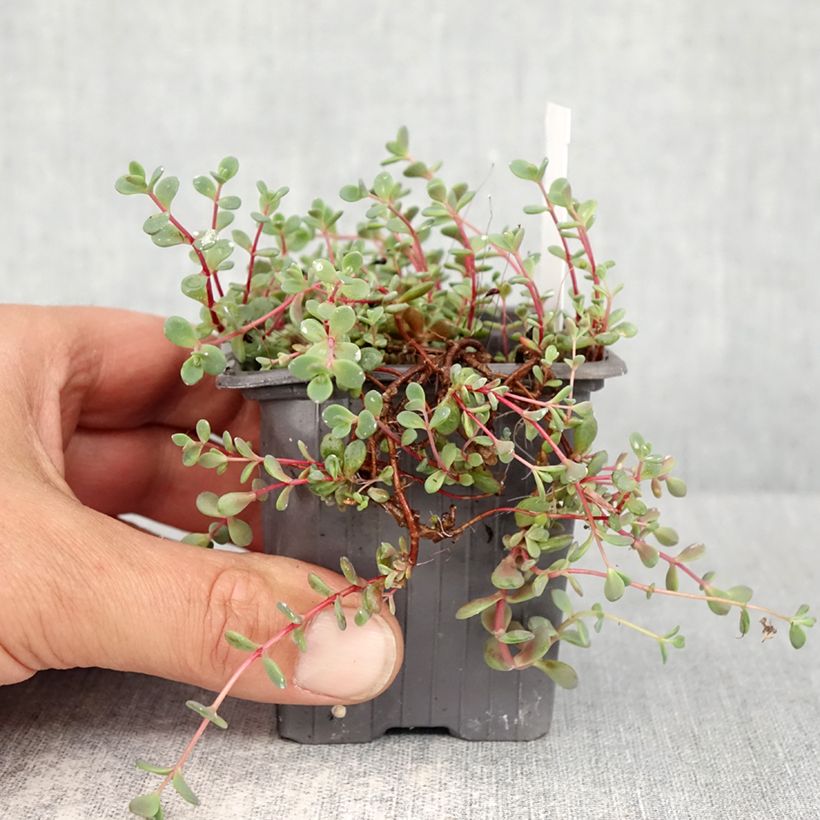 Sedum cyaneum Rosenteppich Maceta de 8/9 cm Ejemplar entregado en la primavera