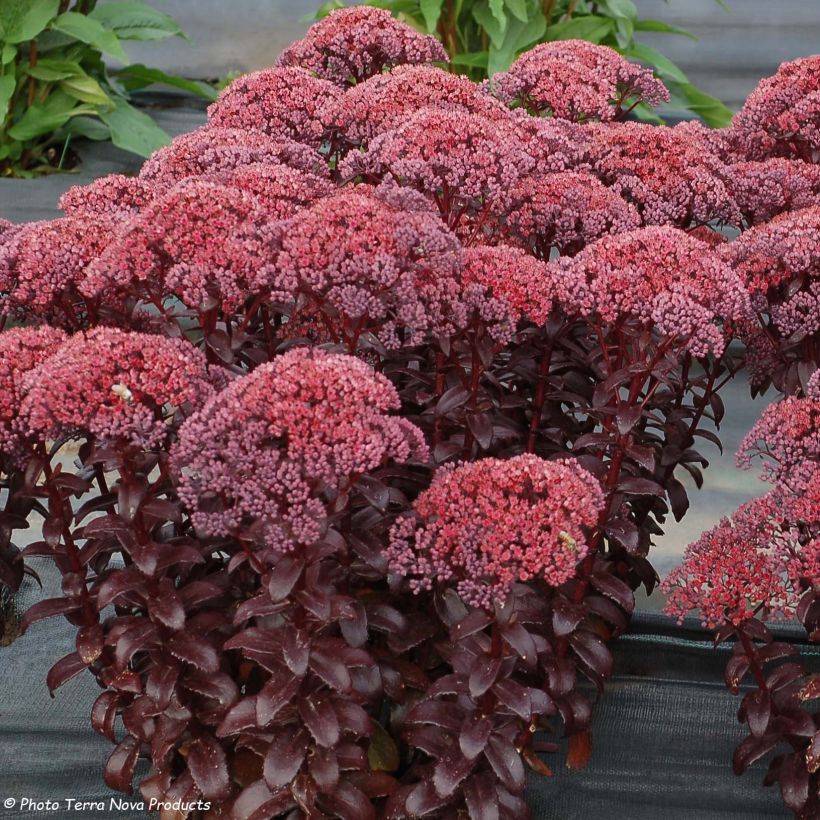 Sedum telephium Dark Magic - Telefío (Floración)