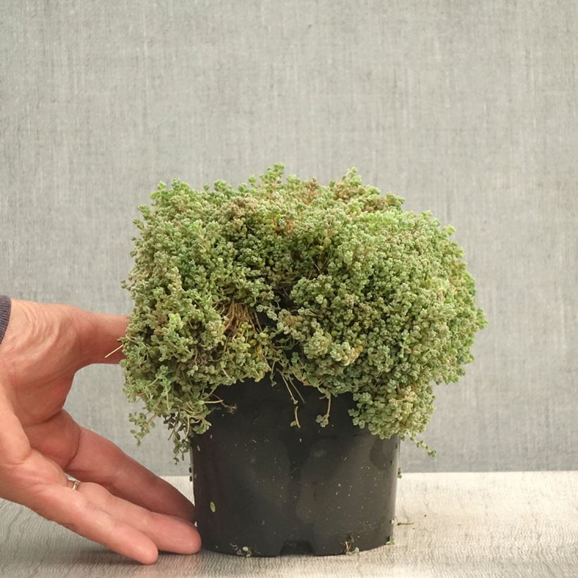 Ejemplar de Sedum dasyphyllum Maceta 1,5L/2L entregado en verano