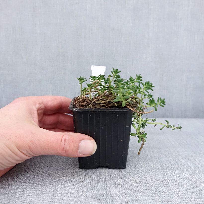 Sedum divergens Maceta de 8/9 cm Ejemplar entregado en invierno