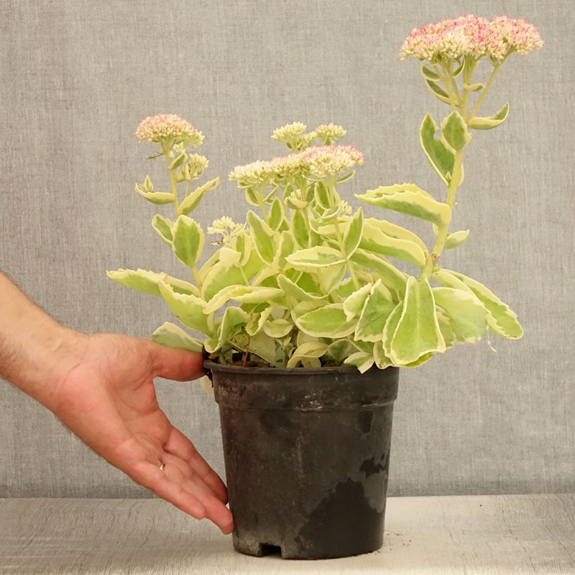 Ejemplar de Sedum spectabile Frosted Fire - Telefío Maceta 2L/3L entregado en verano