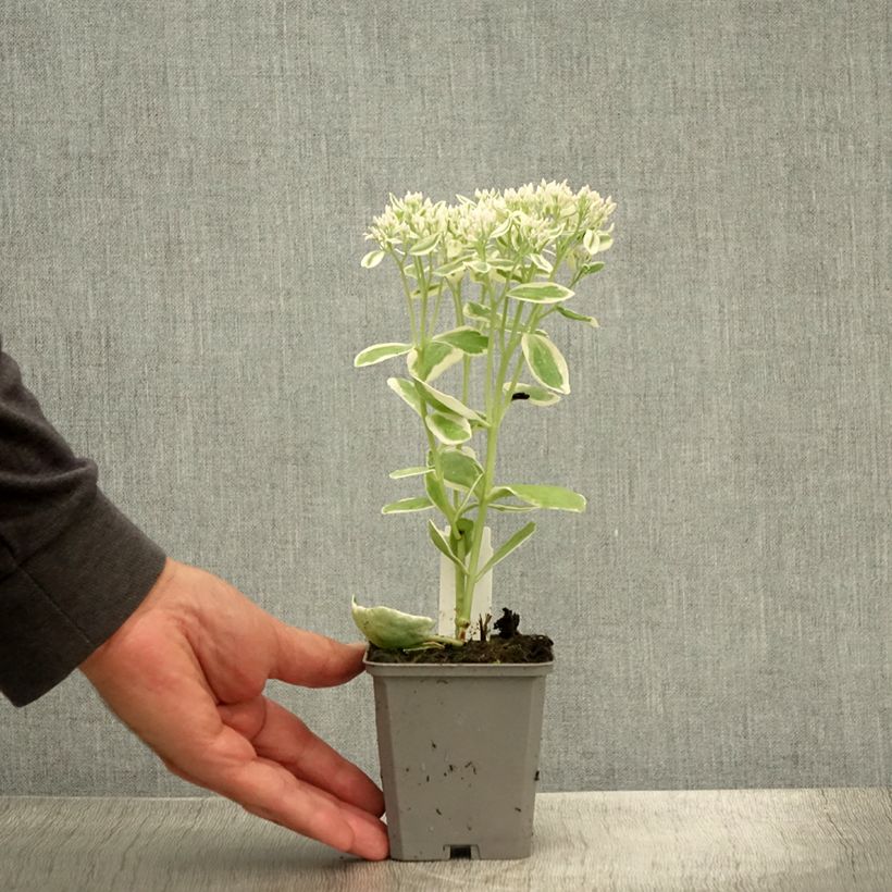 Ejemplar de Sedum Frosty Morn Maceta de 8/9 cm entregado en verano