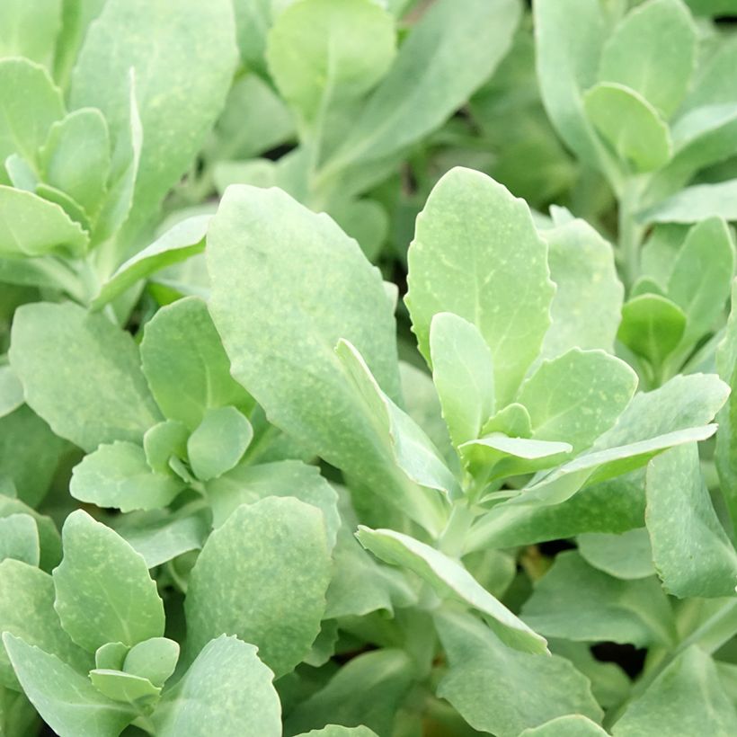 Sedum (x) telephium Class Act - Sedo (Follaje)