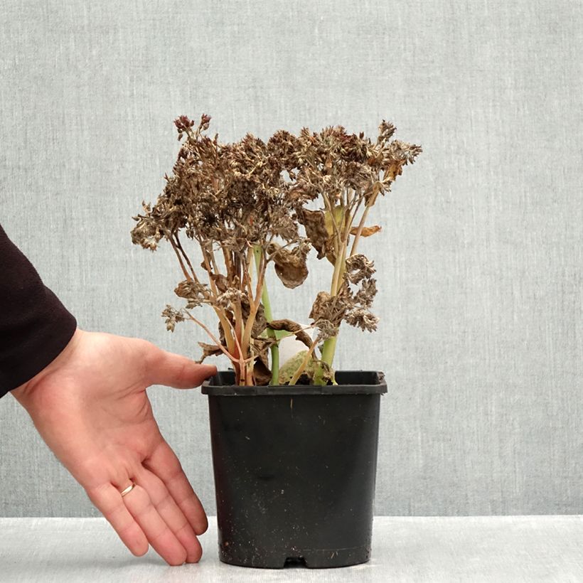 Ejemplar de Sedum (x) telephium Class Act - Sedo Maceta 1,5L/2L entregado en otoño
