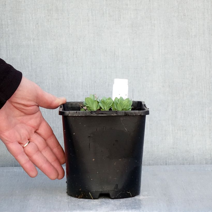 Sedum (x) telephium Class Act - Sedo Maceta 1,5L/2L Ejemplar entregado en invierno