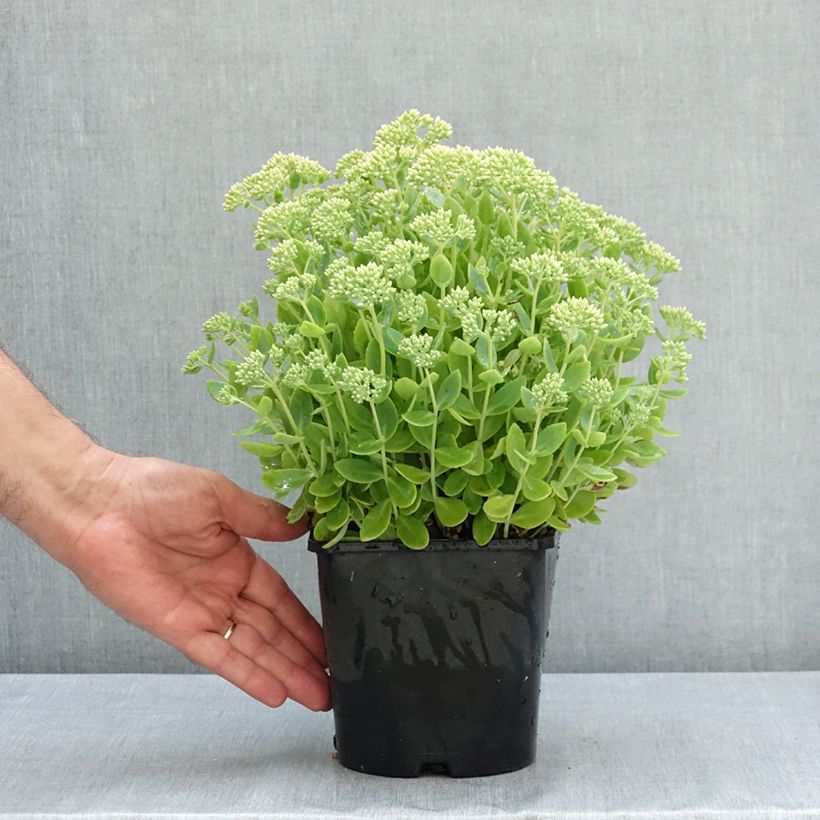 Ejemplar de Sedum telephium Thunderhead - Telefío Maceta 2L/3L entregado en verano