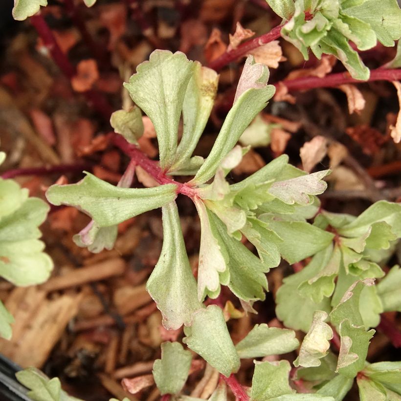 Sedum kamtchaticum - Sedun (Follaje)