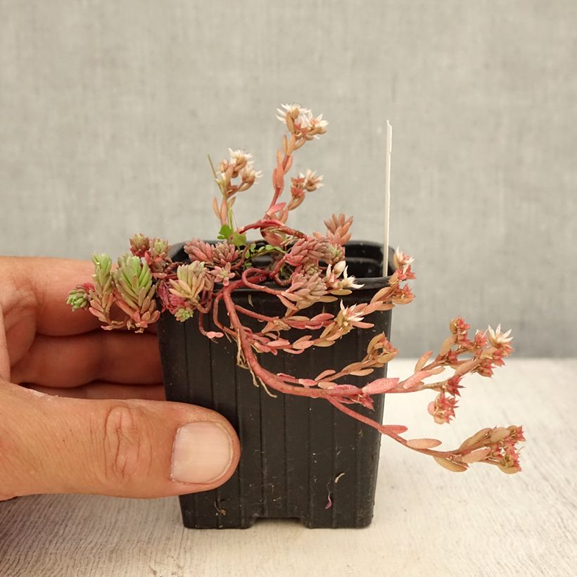 Ejemplar de Sedum lydium Glaucum Maceta de 8/9 cm entregado en verano
