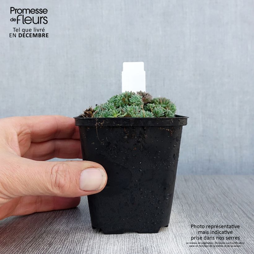 Sedum lydium Glaucum Maceta de 8/9 cm Ejemplar entregado en invierno